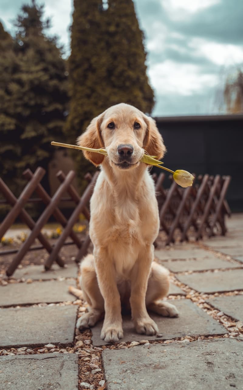 Happy dogs playing together